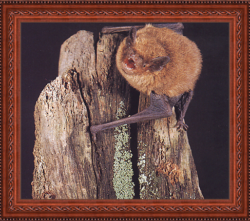 Pipistrelle