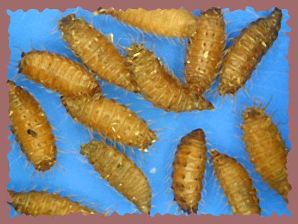 Larvae In House. Larvae