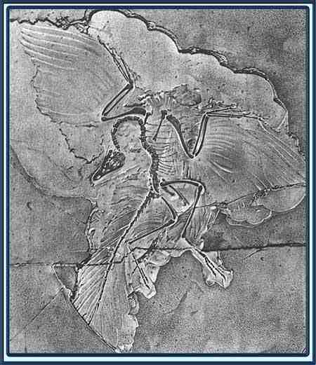 What was archaeopteryx and why was it important?
