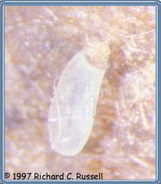 ... look like these white bed bugs white bed bugs bed bugs white bed bugs