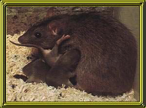 Brown or Norway rats are