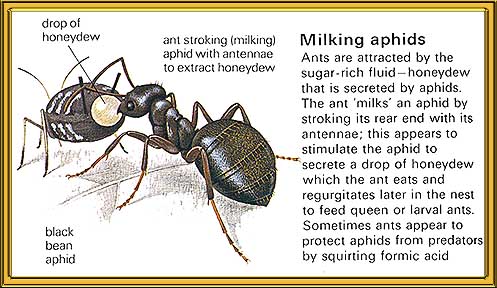http://www.the-piedpiper.co.uk/graphics1/milking%20aphids.jpg
